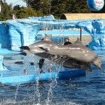 Mundo Marino Delfines Saltando